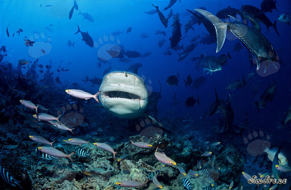 Impressive Bull Shark from Fiji - Carcharhinus leucas
