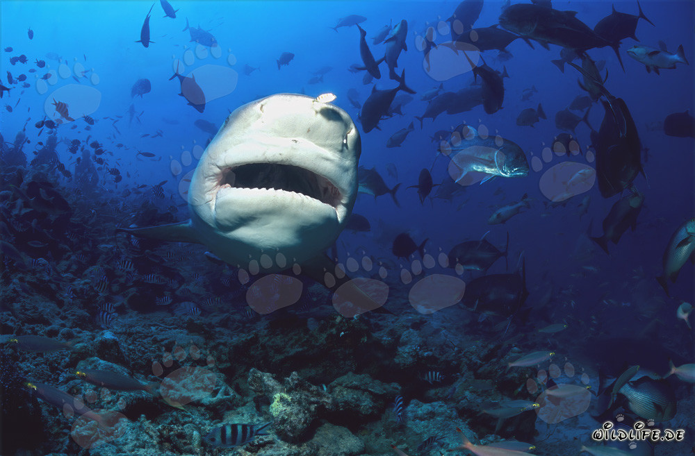 Fascinating Bull Shark in frontal view underwater