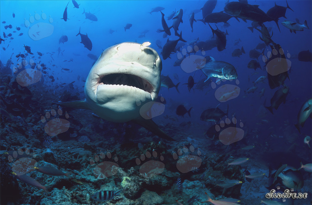 Faszinierender Bullenhai in frontaler Ansicht unter Wasser