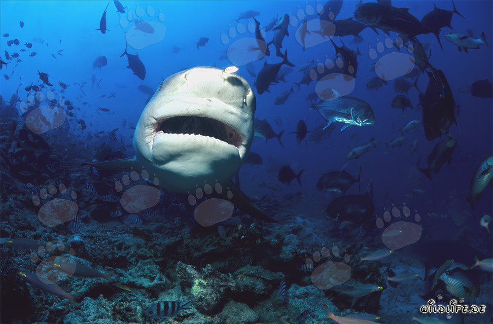 Requin taureau fascinant en vue frontale sous l'eau