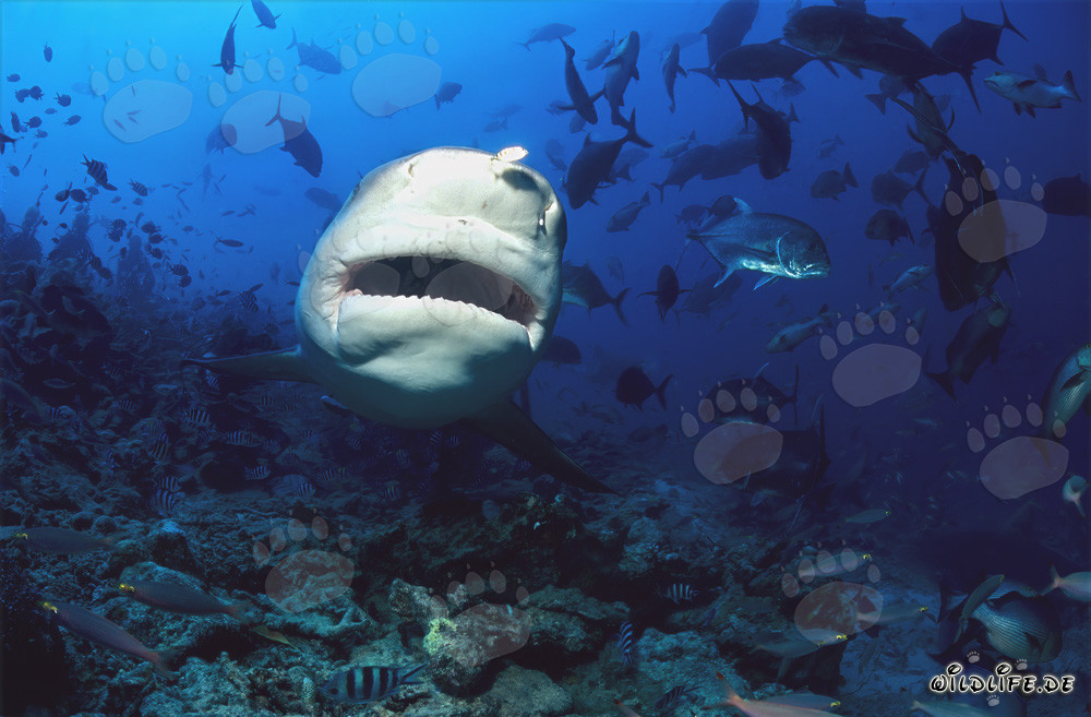 Affascinante squalo toro in vista frontale sott'acqua