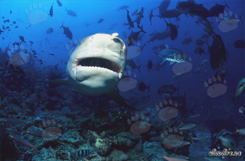 Fascinante tiburón toro en vista frontal bajo el agua