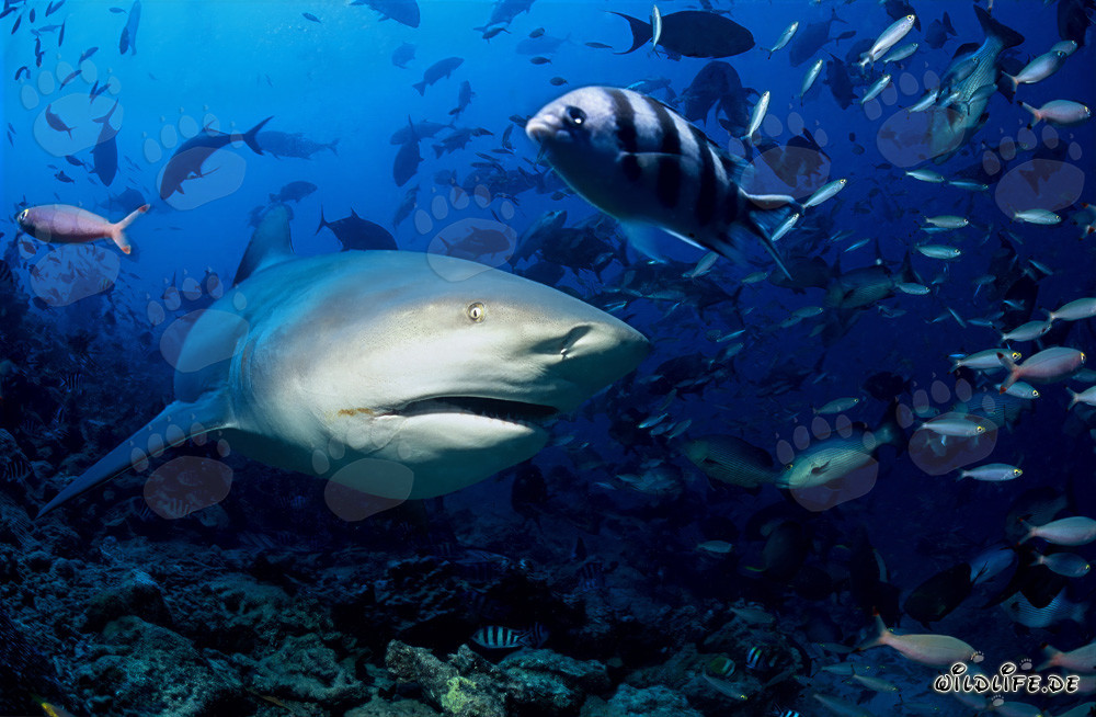 Fascinating Bull Shark explores the colorful reef of Beqa Lagoon in Fiji
