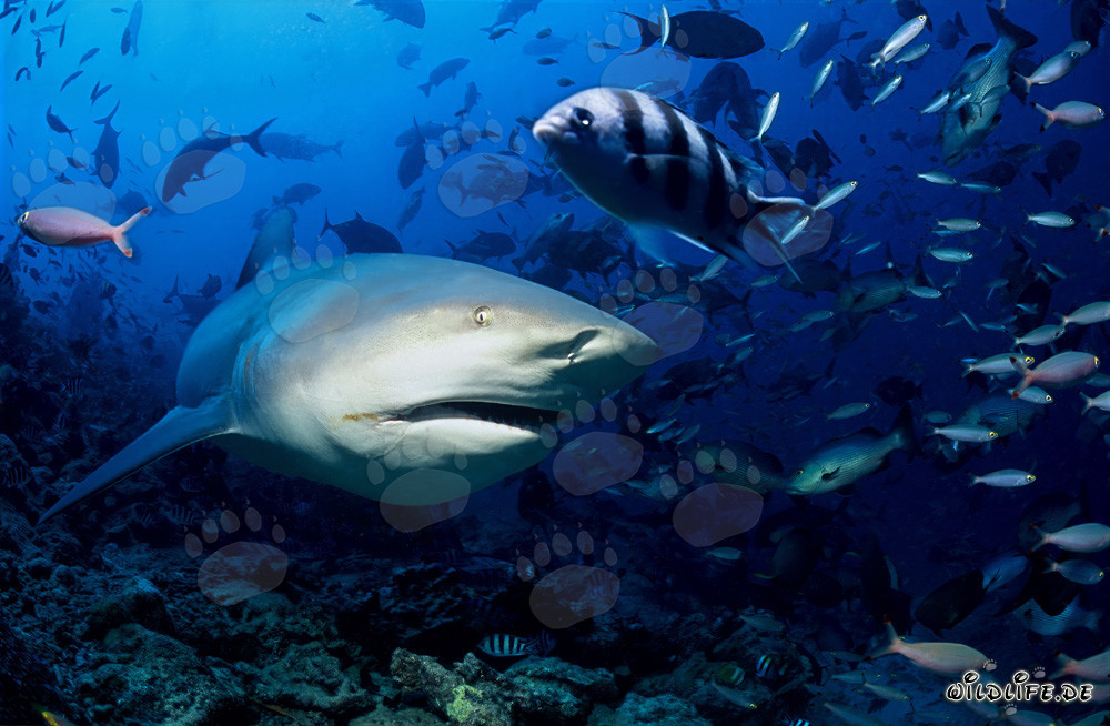 Faszinierender Bullenhai erkundet das farbenfrohe Riff von Beqa Lagoon in Fiji