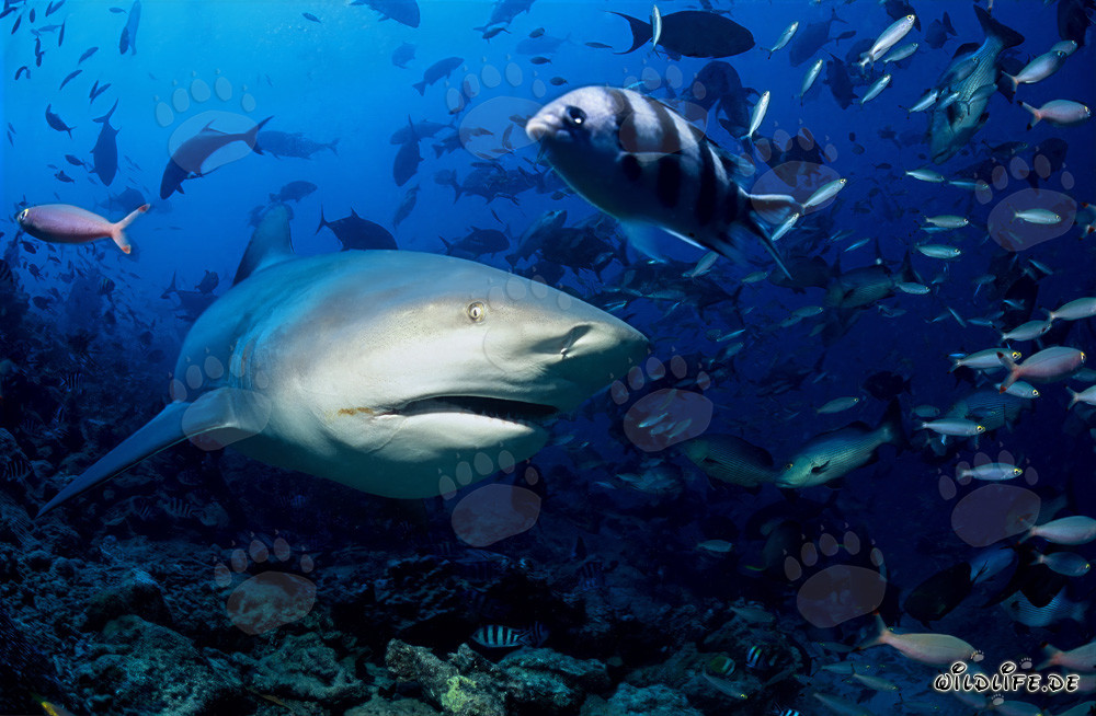 Requin taureau fascinant explore le récif coloré de Beqa Lagoon aux Fidji
