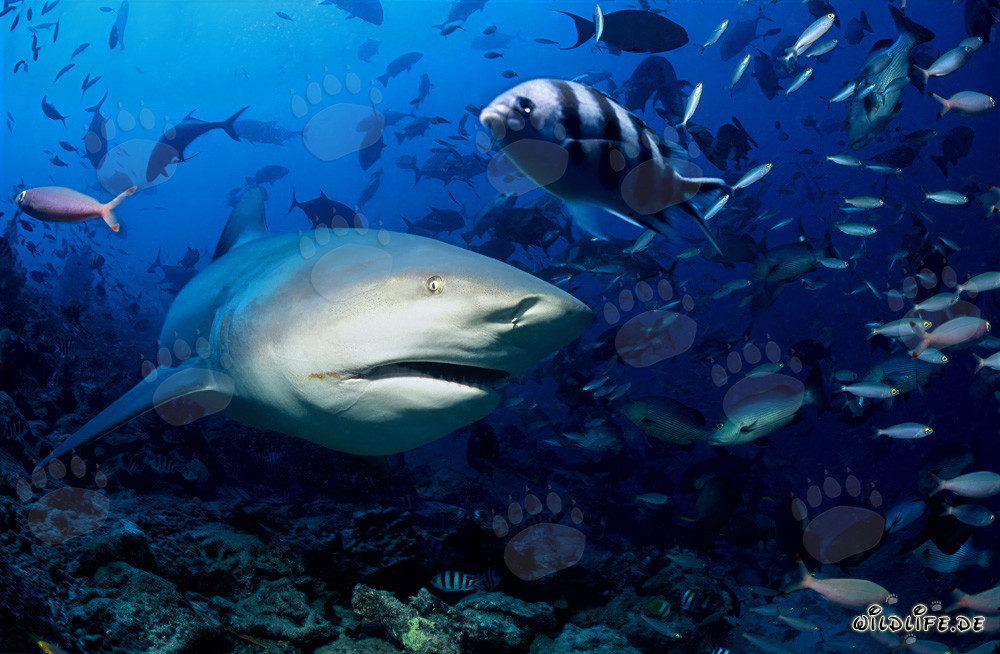 Affascinante squalo toro esplora il colorato reef di Beqa Lagoon alle Figi