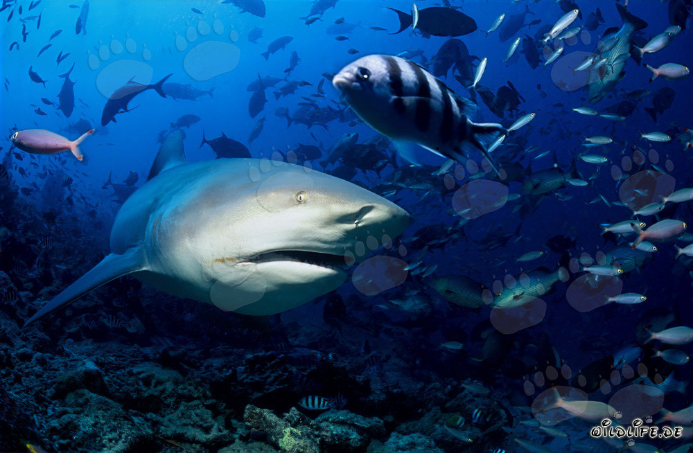 Fascinante tiburón toro explora el colorido arrecife de Beqa Lagoon en Fiji