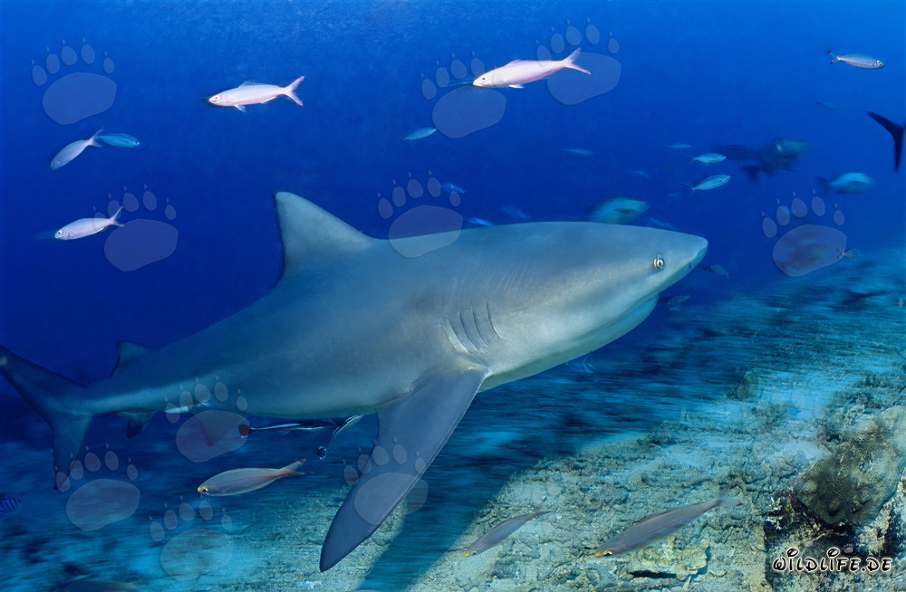 Bull Shark - Majestic ocean creature emerging from the blue depth