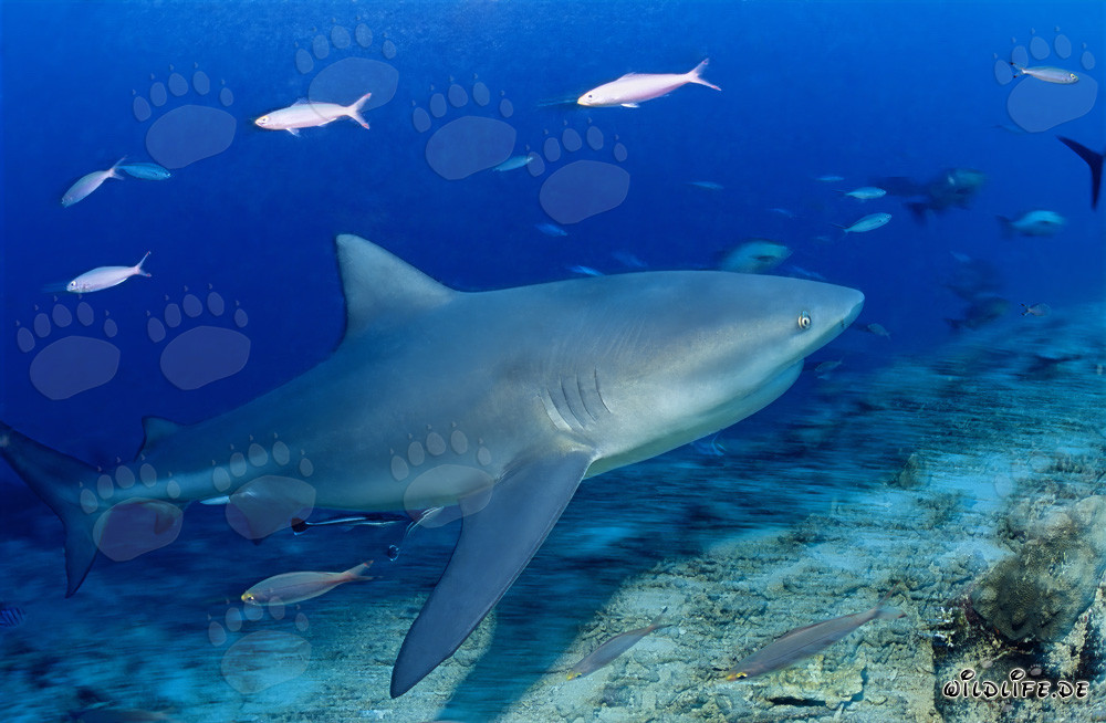 Requin taureau - Majestueux habitant des mers surgissant des profondeurs bleues