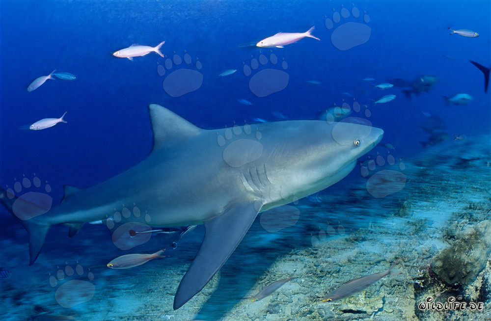 Squalo toro - Maestoso abitante marino che emerge dalle profondità blu