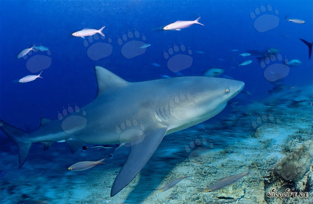 Tiburón toro - Majestuoso habitante marino que emerge de las profundidades azules