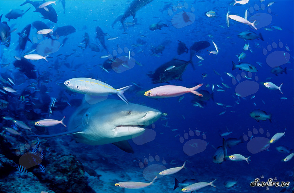 Imposanter Bullenhai umgeben von einem Fischschwarm