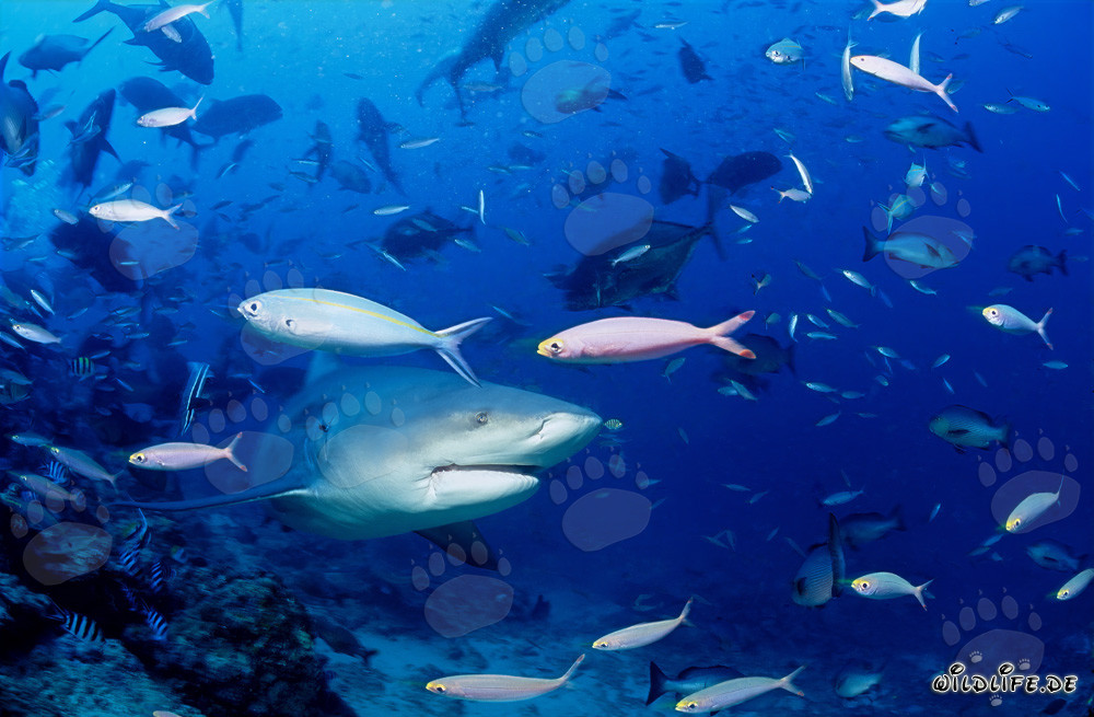 Requin bouledogue imposant entouré d'un banc de poissons