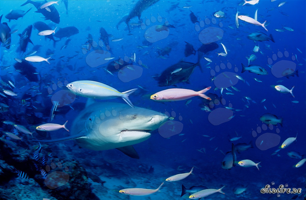 Impresionante tiburón toro rodeado de un banco de peces