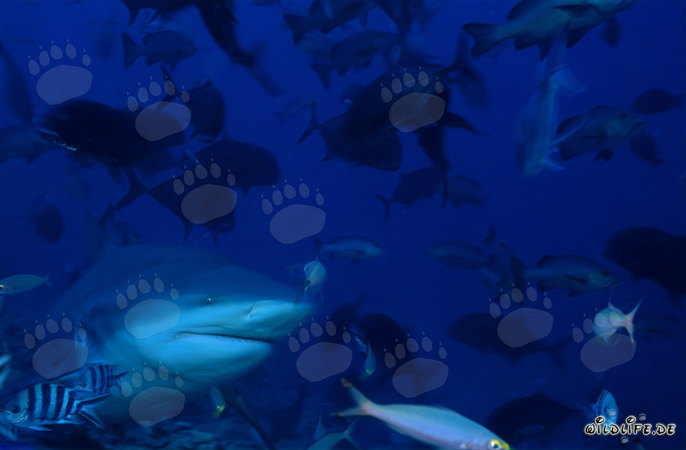 Bull Shark - Fascinating Predator of the Seas