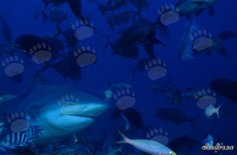 Requin taureau - Prédateur fascinant des mers