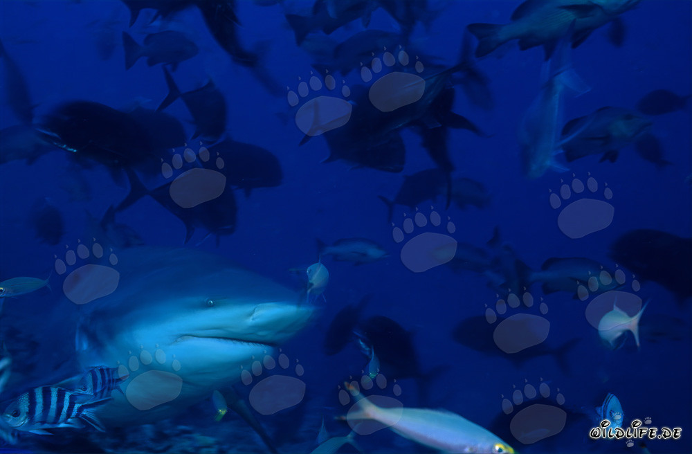 Tiburón toro - Fascinante depredador de los mares