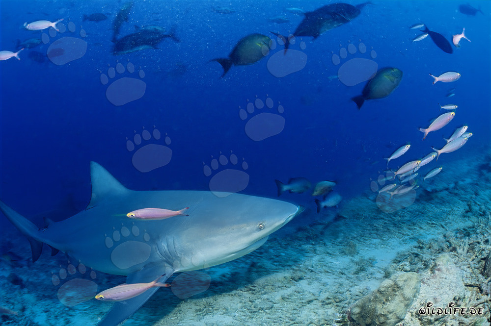 Encounter with a majestic Bull Shark in the reef of Beqa Lagoon, Fiji