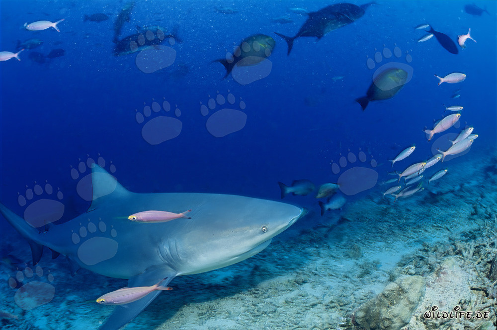 Majestätische Begegnung mit einem Bullenhai im Riff von Beqa Lagoon, Fiji