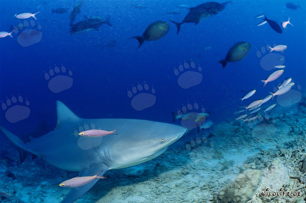 Rencontre avec un majestueux requin taureau dans le récif de Beqa Lagoon, Fidji