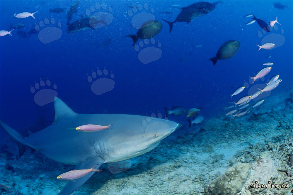 Encuentro con un majestuoso tiburón toro en el arrecife de Beqa Lagoon, Fiji