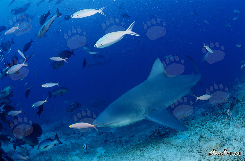 Bull shark swimming along the coast of Vitu Levu