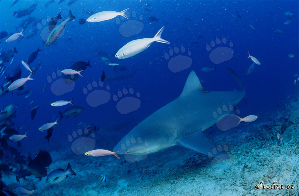 Bullenhai schwimmt an der Küste von Vitu Levu entlang