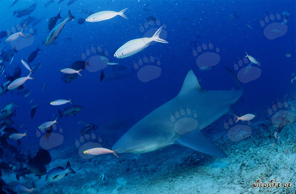 Requin taureau nage le long de la côte de Vitu Levu
