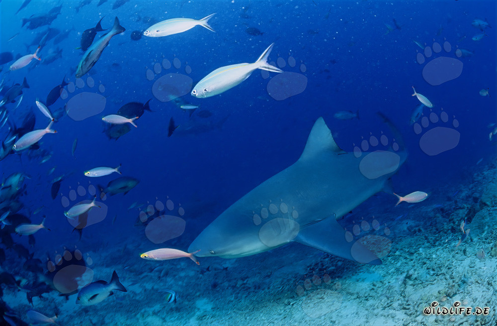 Squalo toro nuota lungo la costa di Vitu Levu