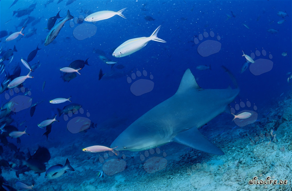 Tiburón toro nada a lo largo de la costa de Vitu Levu