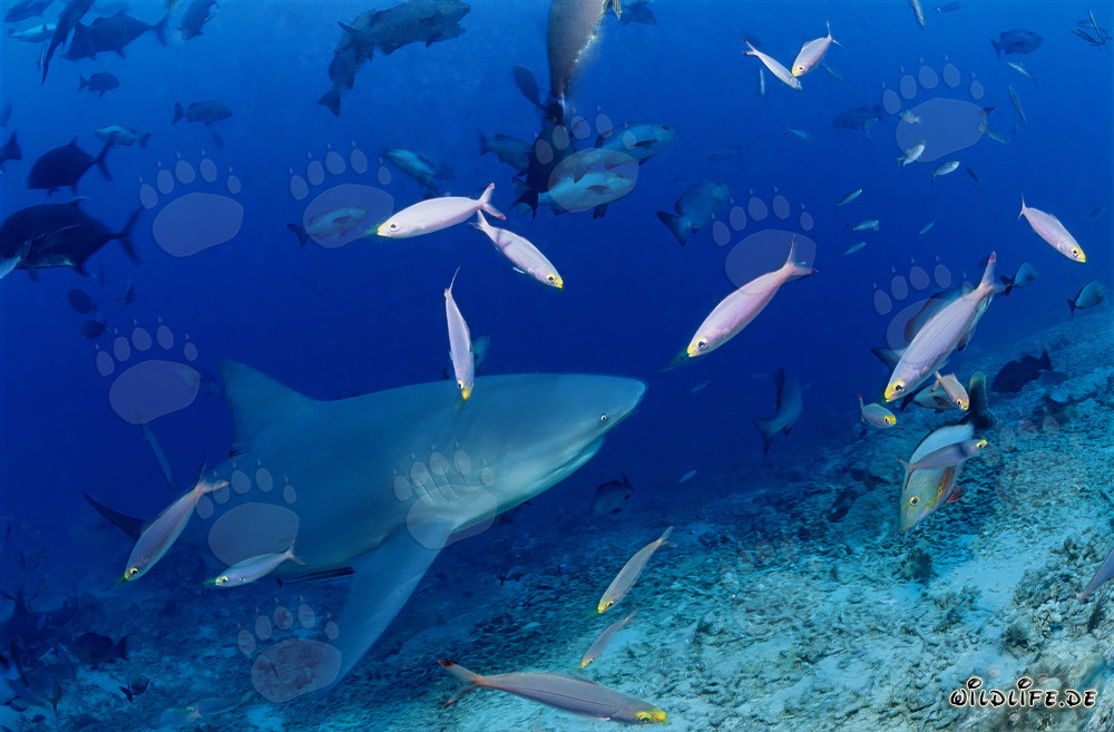 Bull shark on the reef slope