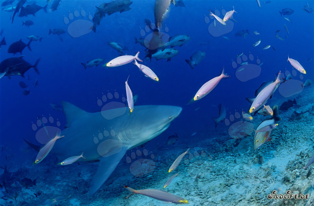 Tiburón toro en el arrecife de desechos