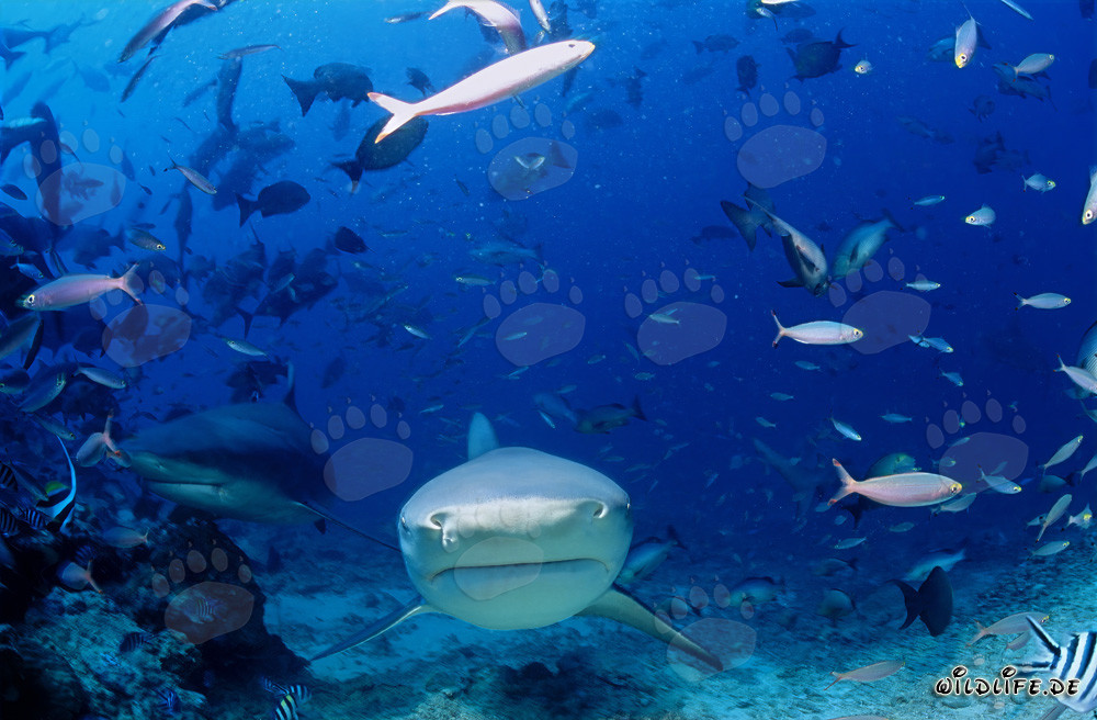 Impressive Bull Sharks Approaching Directly