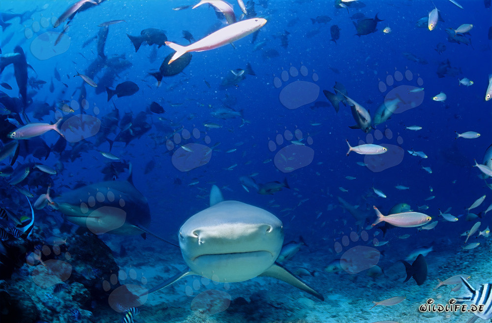Imposante Bullenhaie im direkten Anschwimmen
