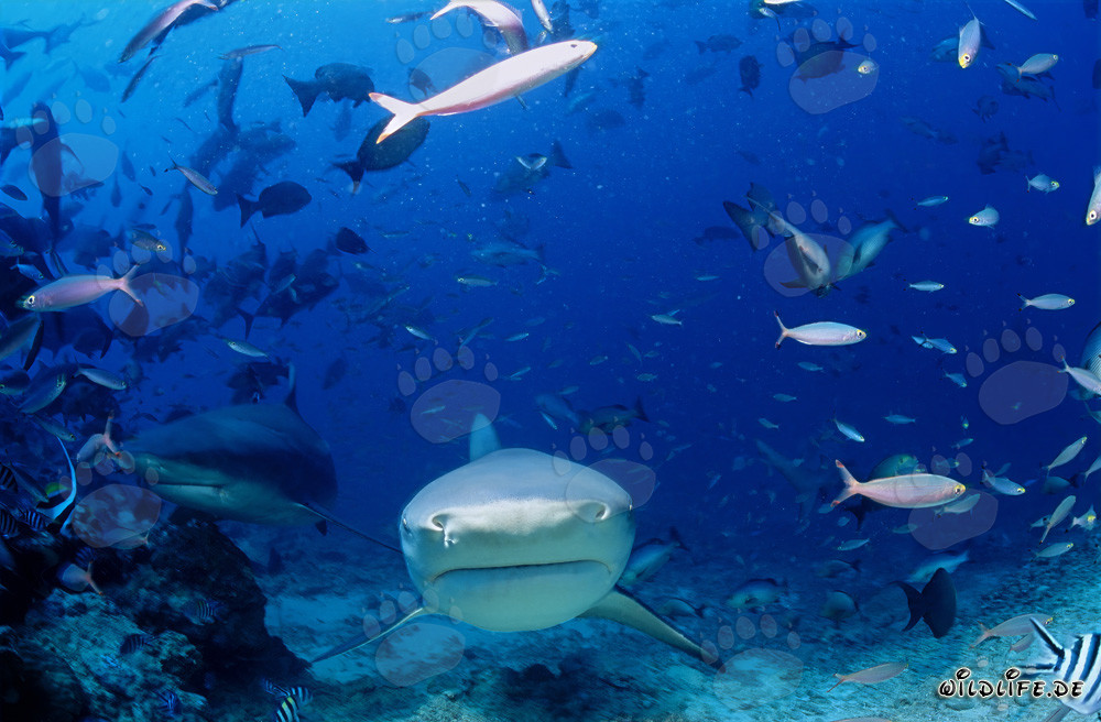 Impressionnants requins taureaux s'approchant directement