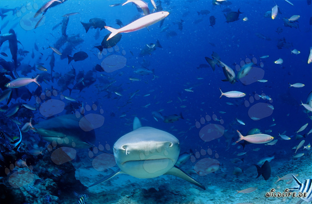 Impresionantes tiburones toro acercándose directamente