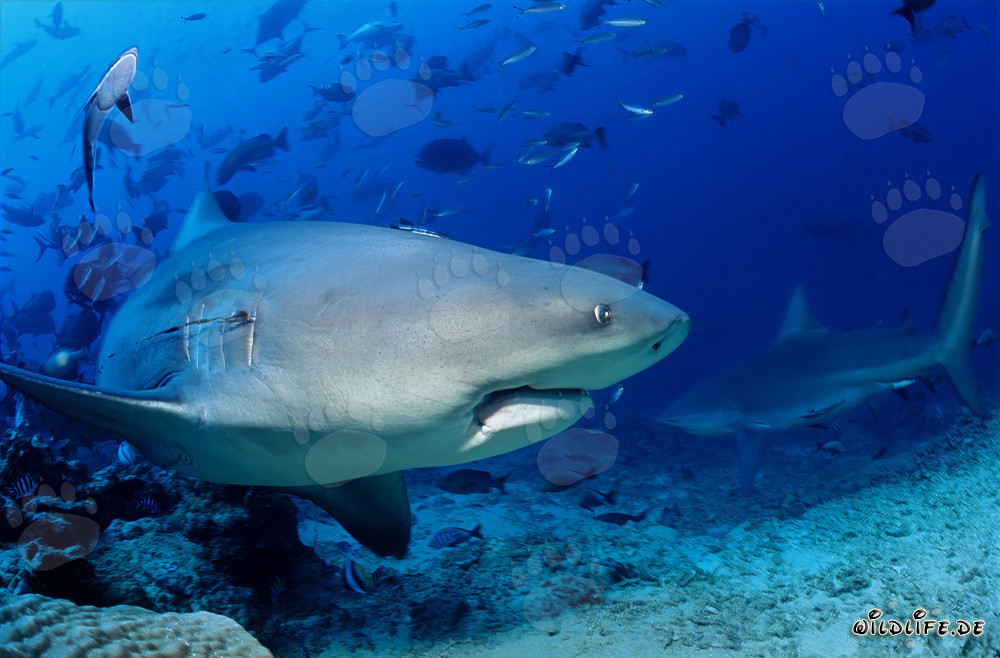 Impressive Bull Shark in Beqa Lagoon on Vitu Levu, Fiji