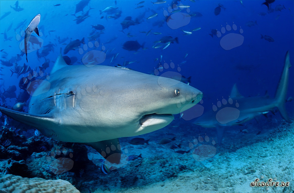 Requin taureau imposant dans le lagon de Beqa à Vitu Levu, Fidji