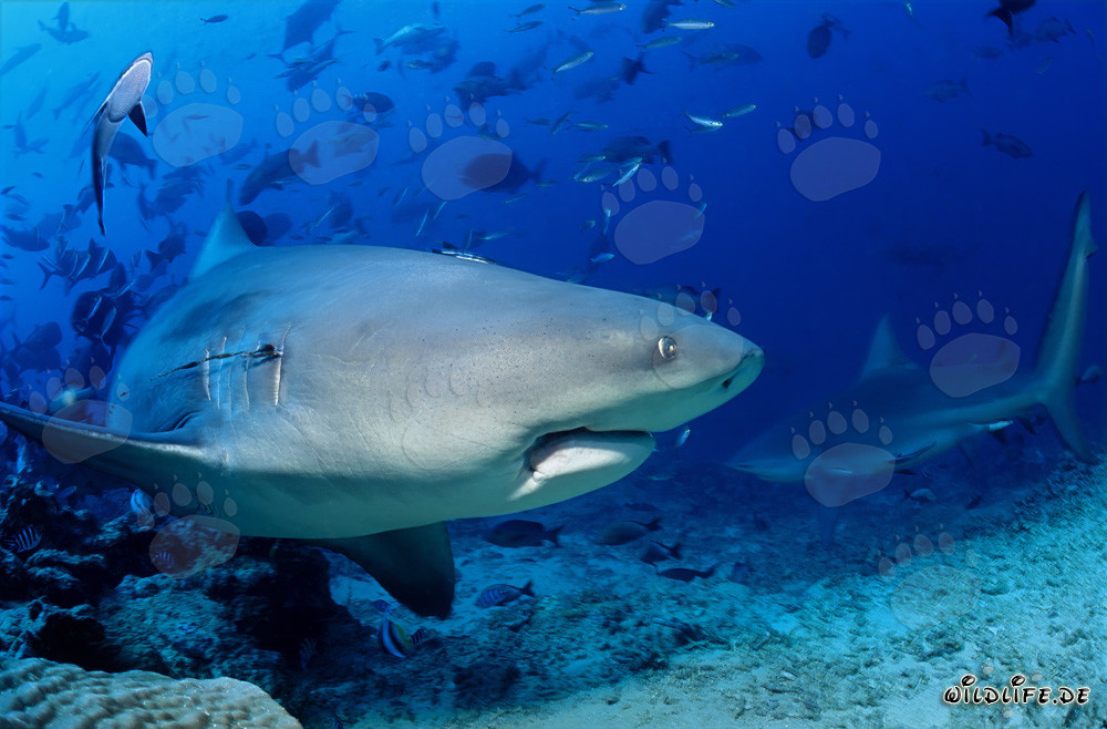 Imponente squalo toro nel lago Beqa a Vitu Levu, Figi