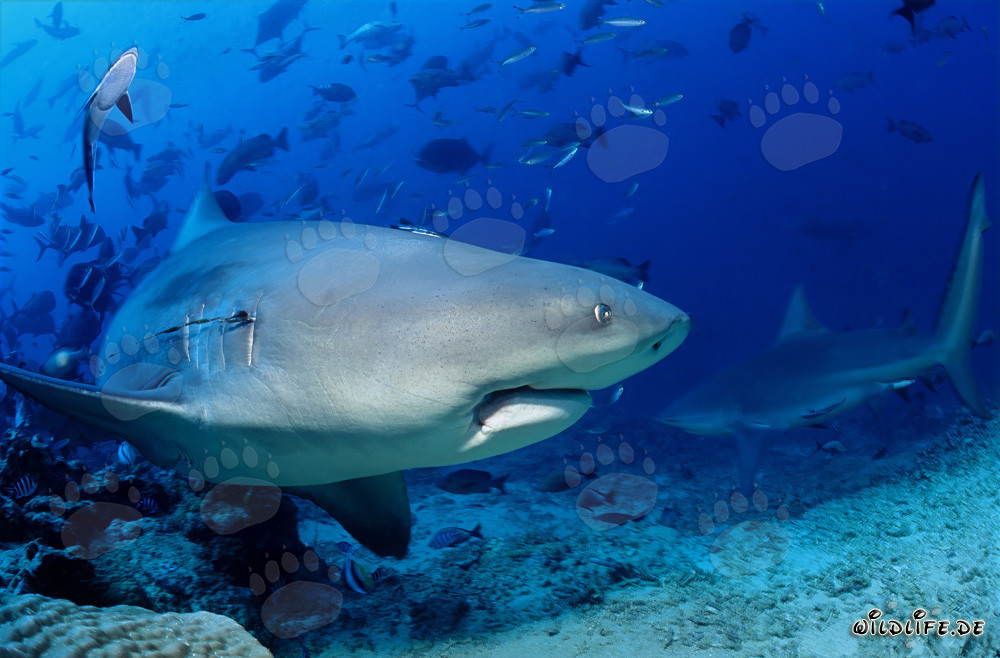 Impresionante tiburón toro en el lago Beqa en Vitu Levu, Fiyi