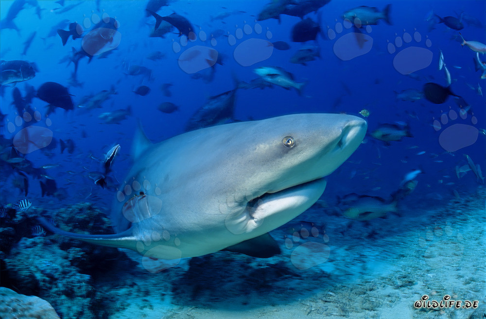 Majestic Bull Shark in Beqa Lagoon, Fiji