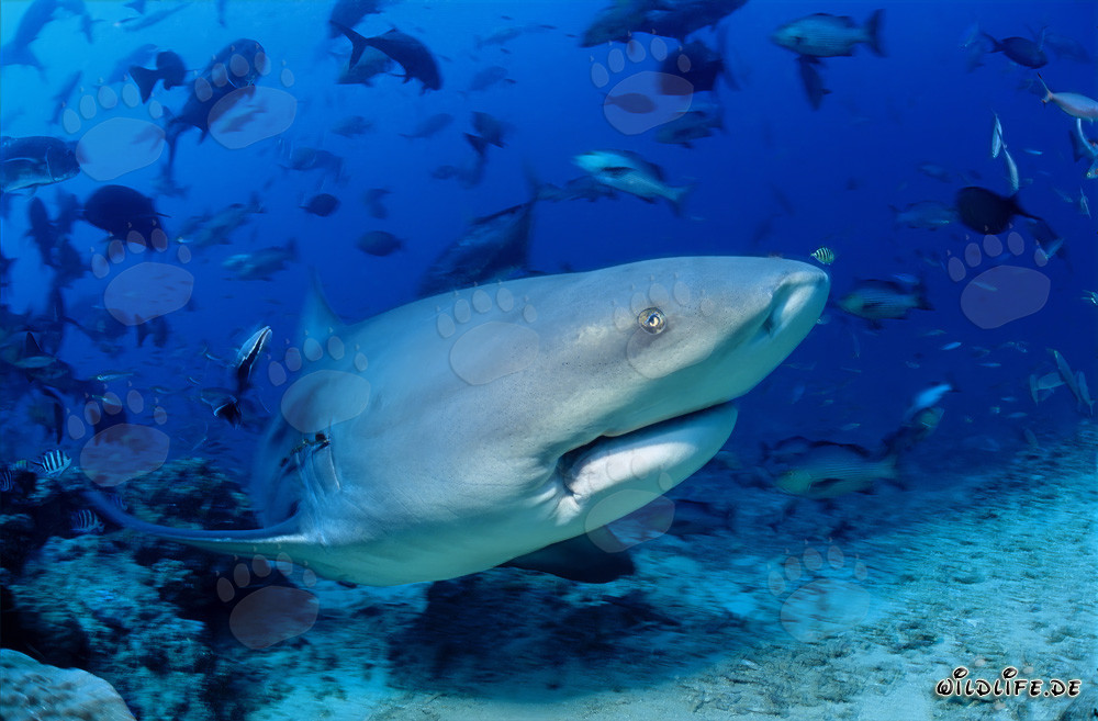 Majestätischer Bullenhai in Beqa Lagoon, Fiji