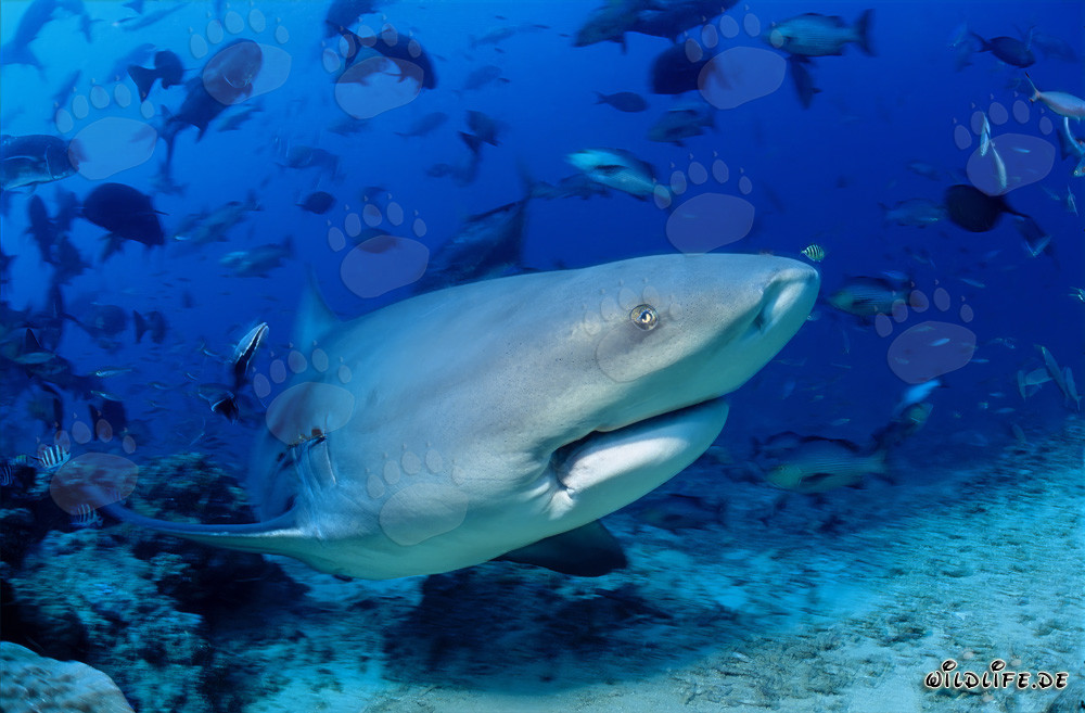Tiburón toro majestuoso en el lago Beqa, Fiji