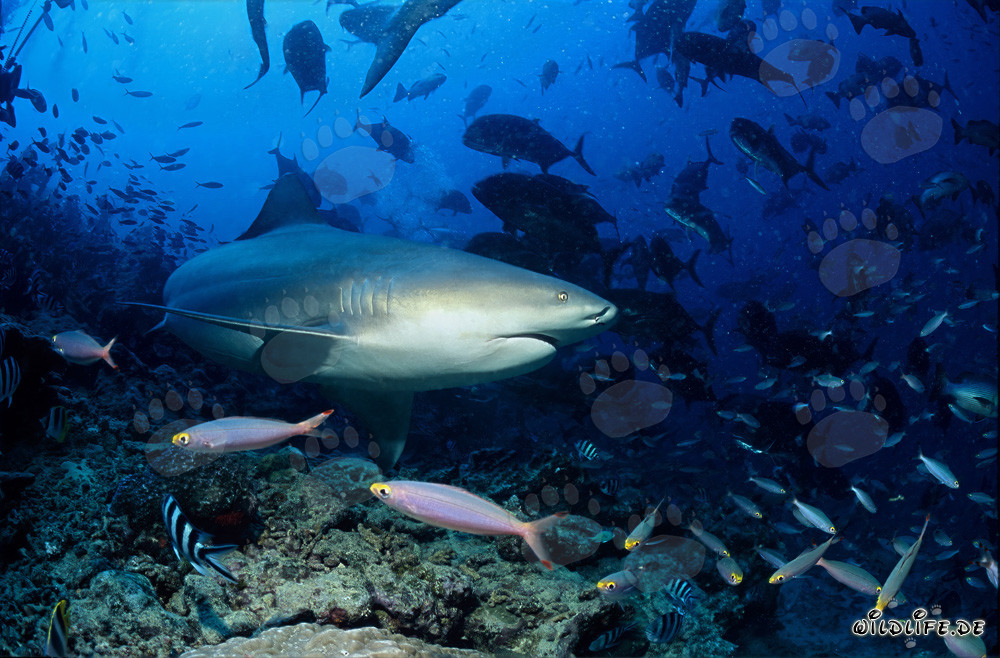 Impressive bull shark changes its swimming direction in front of the coral reef