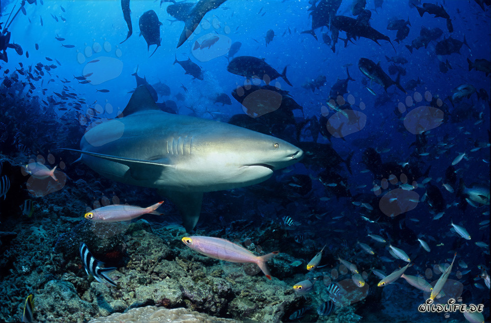 Requin taureau imposant change de direction de nage devant le récif corallien