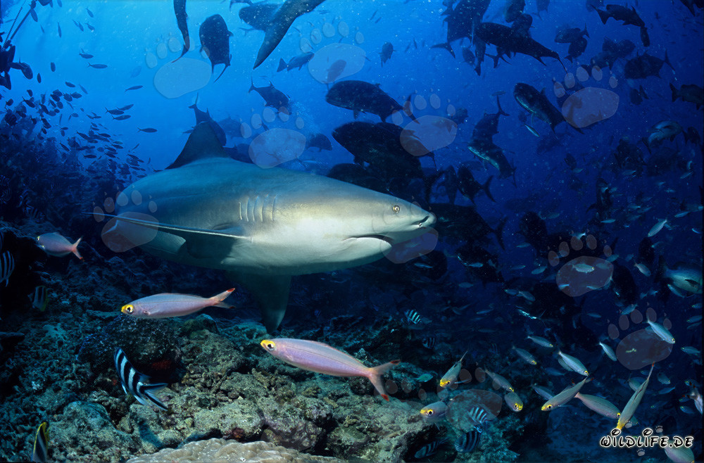 Impresionante tiburón toro cambia su dirección de nado frente al arrecife de coral