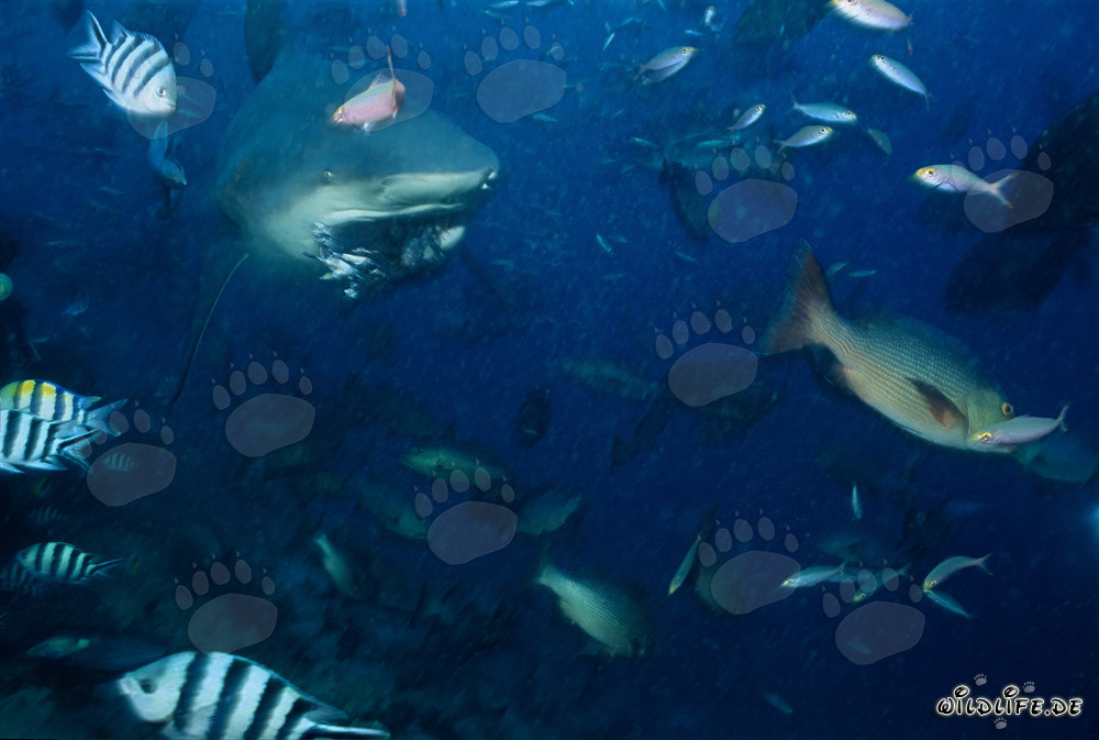 Bull shark has snapped a bait
