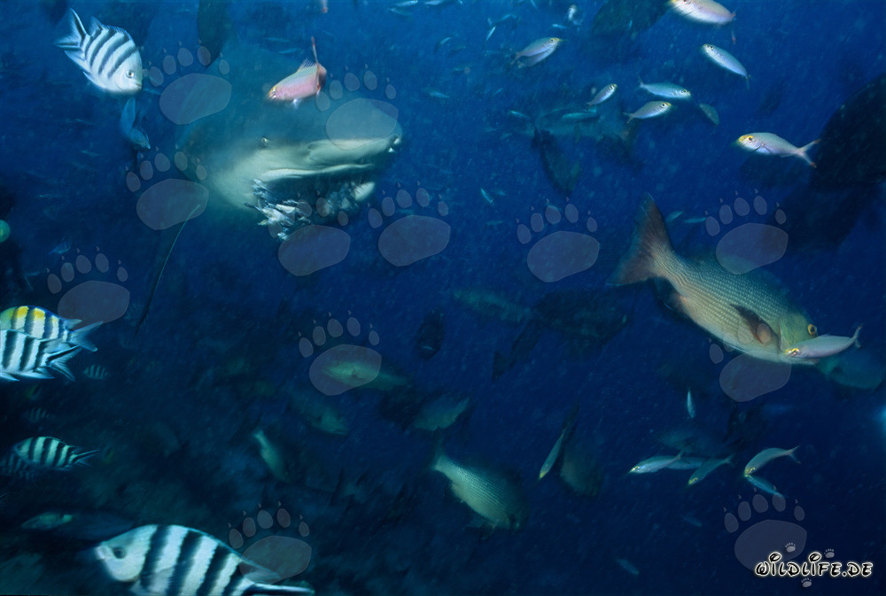 Requin taureau attrape un appât