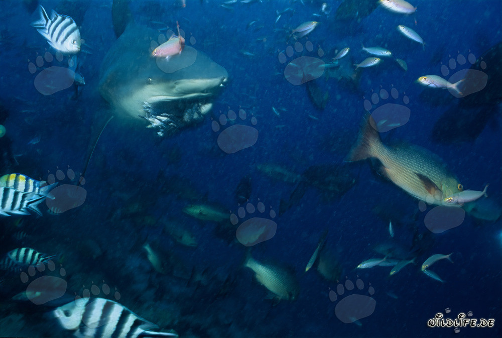 Tiburón toro ha mordido un cebo