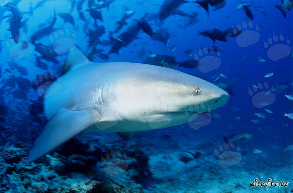 Fascinating bull shark near the reef